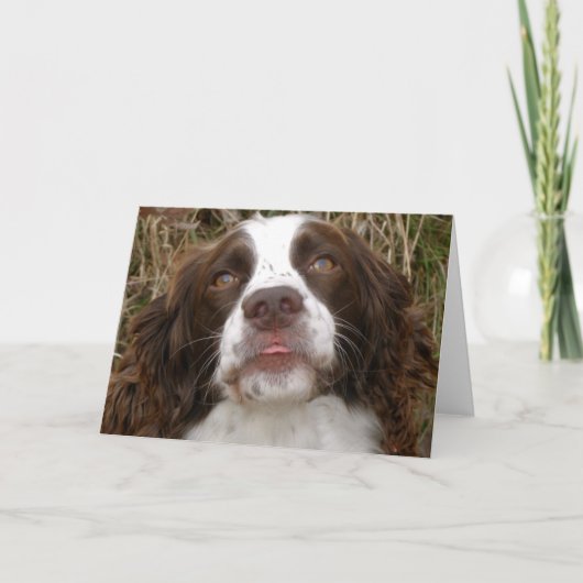 Kuss - englischer Springerspaniel-Gruß-Karte Karte (Vorderseite)