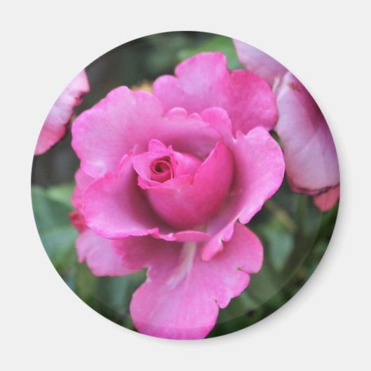 Kuss von der Rose Magnet (Vorne)
