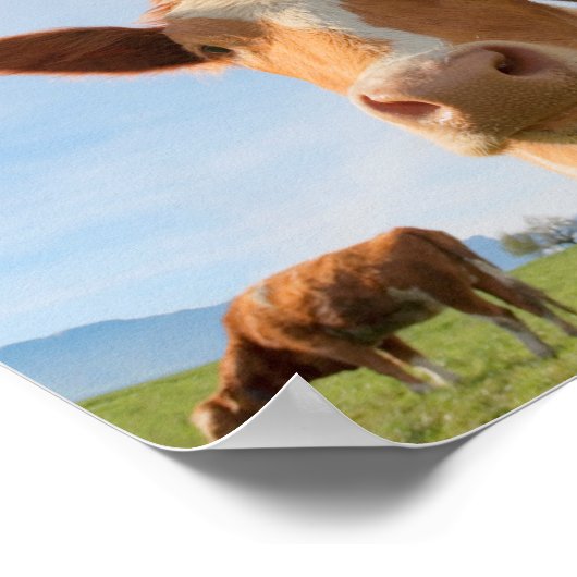 Küsschen von Kuhposter Poster (Ecke)