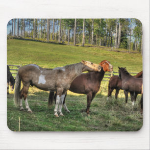 Küssen Pinto Stallion & Sorrel Mare Equine Foto Mousepad