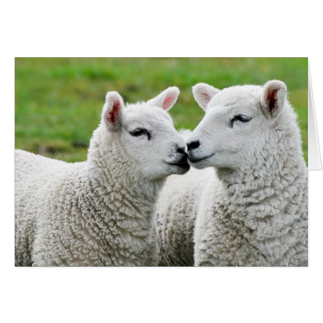 Küssen und Make-up (Vorderseite (Horizontal))