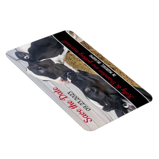 Küssen von Kälbern Hochzeit Speichern Sie das Datu Magnet (Rechte Seite)