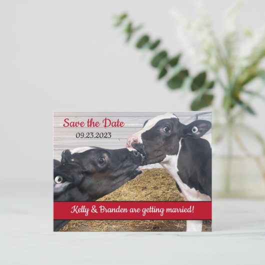 Küssen von Kälbern Hochzeit Speichern Sie das Datu Postkarte (Stehend Vorderseite)