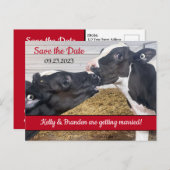 Küssen von Kälbern Hochzeit Speichern Sie das Datu Postkarte (Vorne/Hinten)