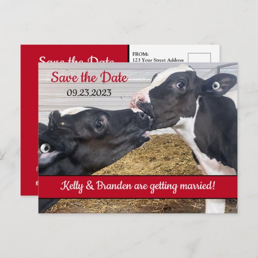 Küssen von Kälbern Hochzeit Speichern Sie das Datu Postkarte (Vorne/Hinten)
