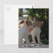 Küssen von Katzen Postkarte (Vorne/Hinten)