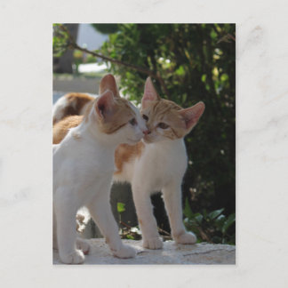 Küssen von Katzen Postkarte