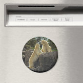 Küssen von Polarbären Magnet (In Situ (Geschirrspüler))