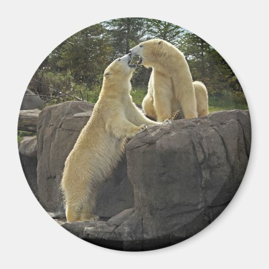 Küssen von Polarbären Magnet (Vorne)