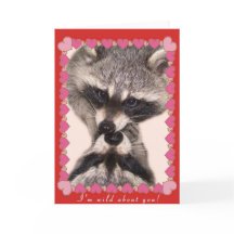 Küssen von Raccoons