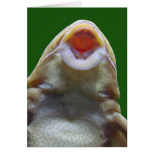 Küsst Fisch Grußkarte