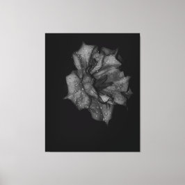 Küsste Petalen in Dunkelheit Leinwanddruck