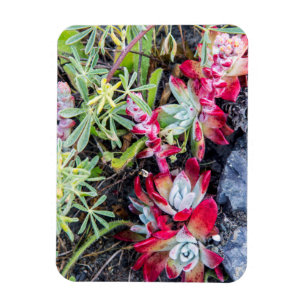 Küste Dudleya an der Stelle Reyes National Seehote Magnet