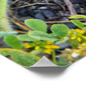 Küste Dudleya an der Stelle Reyes National Seehote Poster (Ecke)