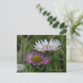 Küste, Fleabane, Insel Unalaska Postkarte (Stehend Vorderseite)