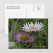 Küste, Fleabane, Insel Unalaska Postkarte (Vorne/Hinten)