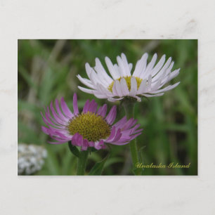 Küste, Fleabane, Insel Unalaska Postkarte