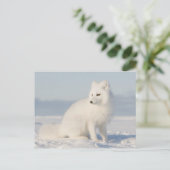 Küste Schlicht | Der Arktische Fox Postkarte (Stehend Vorderseite)