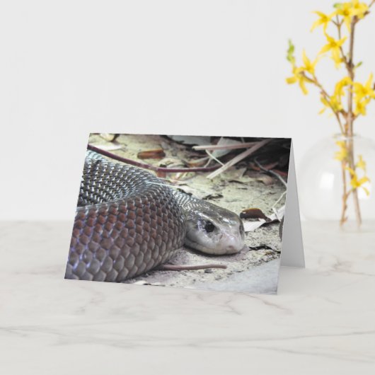 Küste Taipan Karte (Gelbe Blume)