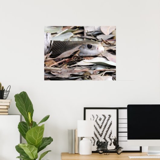 Küste Taipan Poster (Heimbüro)