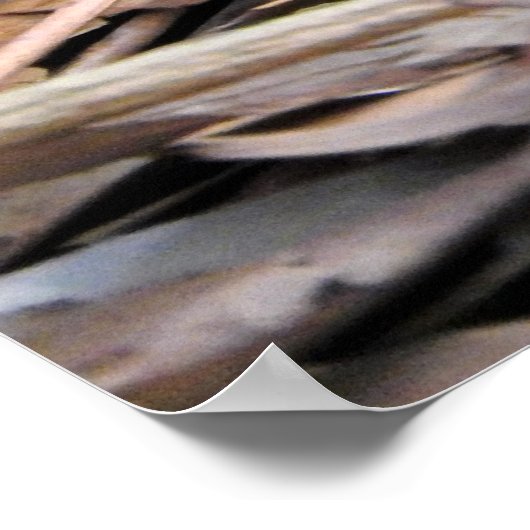 Küste Taipan Poster (Ecke)