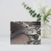 Küste Taipan Postkarte (Stehend Vorderseite)