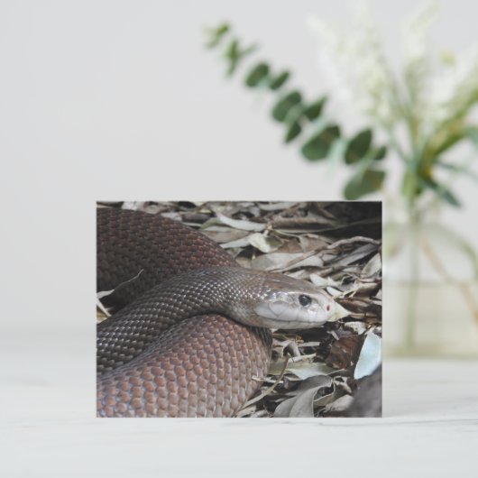 Küste Taipan Postkarte (Stehend Vorderseite)