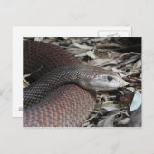 Küste Taipan Postkarte (Vorne/Hinten)