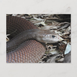 Küste Taipan Postkarte