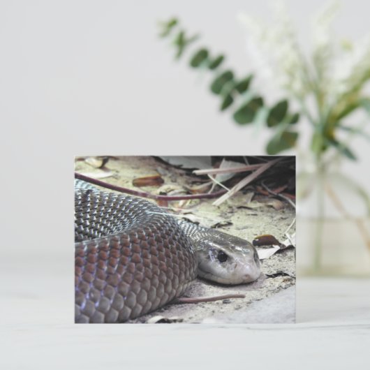 Küste Taipan Postkarte (Stehend Vorderseite)