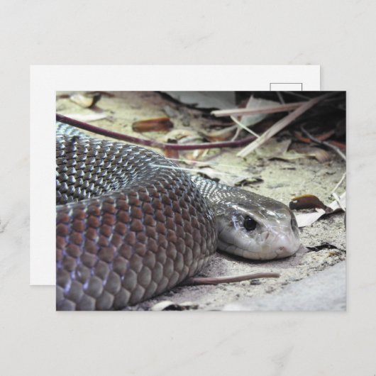 Küste Taipan Postkarte (Vorne/Hinten)