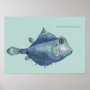 Küste - Vintage tropische Fische Poster