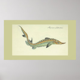 Küste - Vintager Fischdruck Poster