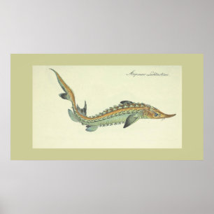 Küste - Vintager Fischdruck Poster