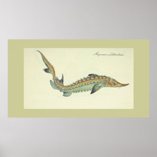 Küste - Vintager Fischdruck Poster (Vorne)