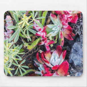 Küsten-Dudleya im Point Reyes National Seashore Mousepad