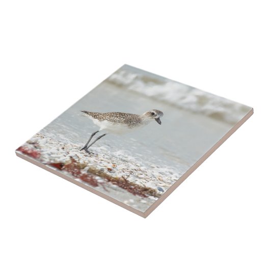 Küsten-Regenpfeifer Fliese (Seite)