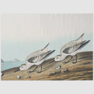 Küstenaudobon-Sanderlingsmöwen-Tissue-Papier Seidenpapier