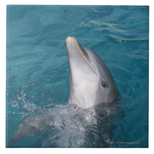 Küstenbottlenose-Delphin Fliese
