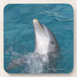 Küstenbottlenose-Delphin Untersetzer