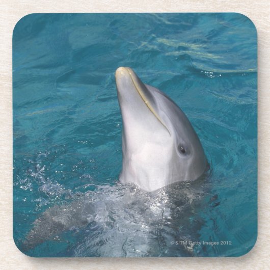 Küstenbottlenose-Delphin Untersetzer (Vorderseite)