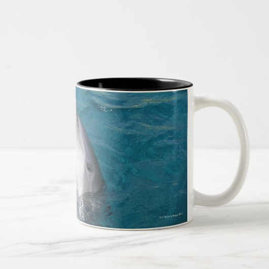 Küstenbottlenose-Delphin Zweifarbige Tasse (Rechts)