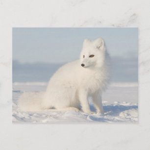 Küstenebene der Polarfuchs Postkarte