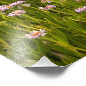 Küstenfrühling Fotodruck (Ecke)