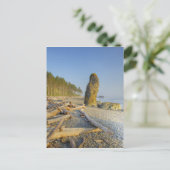 Küstenlinie und Meeresstapel, Ruby Beach, Olympic Postkarte (Stehend Vorderseite)