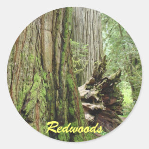 Küstenmammutbaum-Aufkleber Große Redwoods Baum Wal Runder Aufkleber