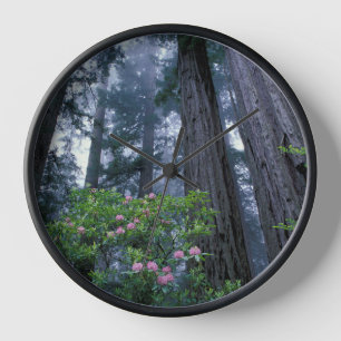 Küstenmammutbäume und Rhododendren Uhr