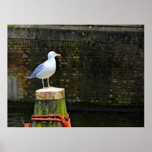 Küstenmöwen-Vogel- und Ozean-Wildlife-Foto Poster