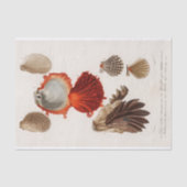 Küstenseashell-Aquarell Seidenpapier (Vorderseite)