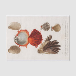 Küstenseashell-Aquarell Seidenpapier
